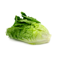 Lettuce Cos 