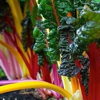 Chard Rainbow Bunch