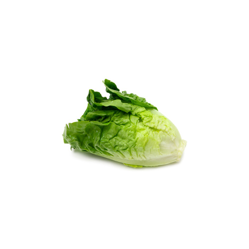 Lettuce Cos 