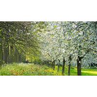 Spring Cleanse: Refresh Your Home and Body Naturally